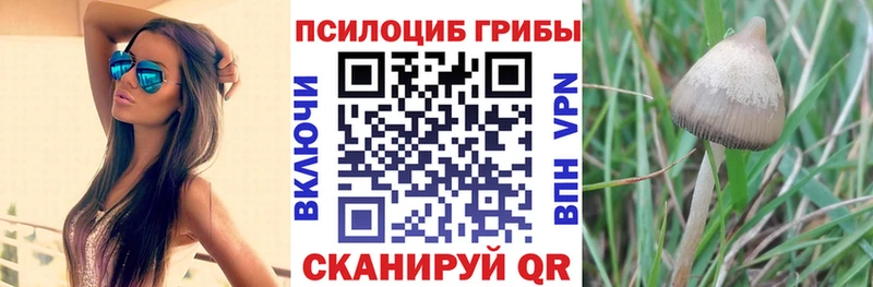 цены наркотик  Щигры  Псилоцибиновые грибы мухоморы 